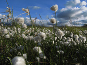 cottongrass